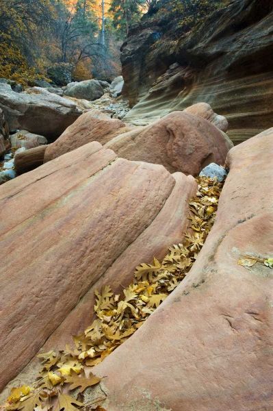 UT, Zion NP Canyon walls with fallen leaves